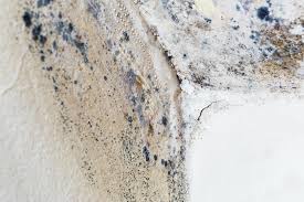 Best Black Mold Removal  in Moosup, CT